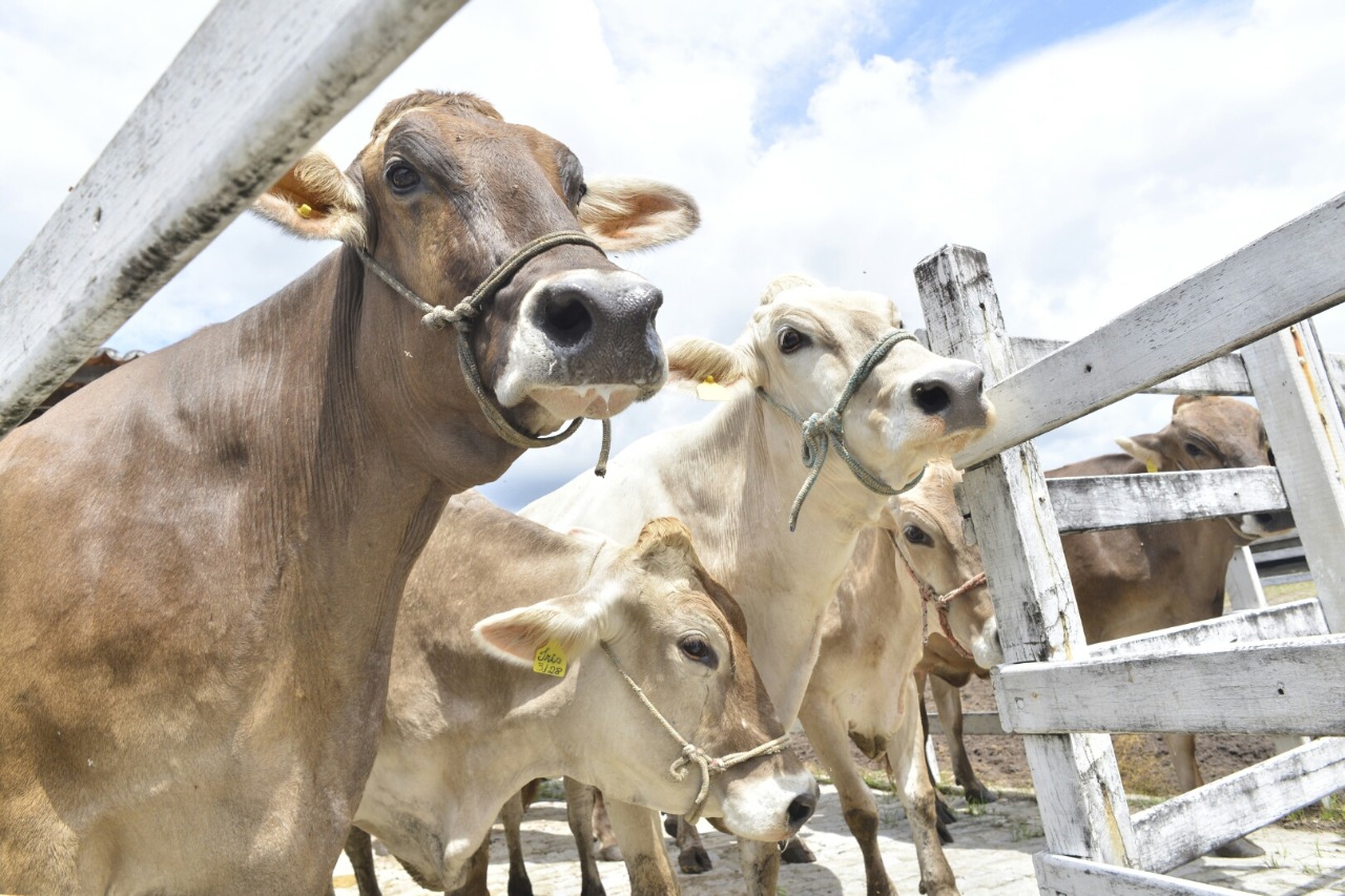 Aprovado projeto que cria o Serviço de Inspeção Estadual dos produtos de origem animal