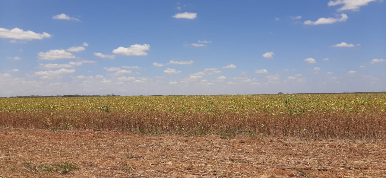Vazio Sanitário da Soja segue até o dia 31 de janeiro de 2023