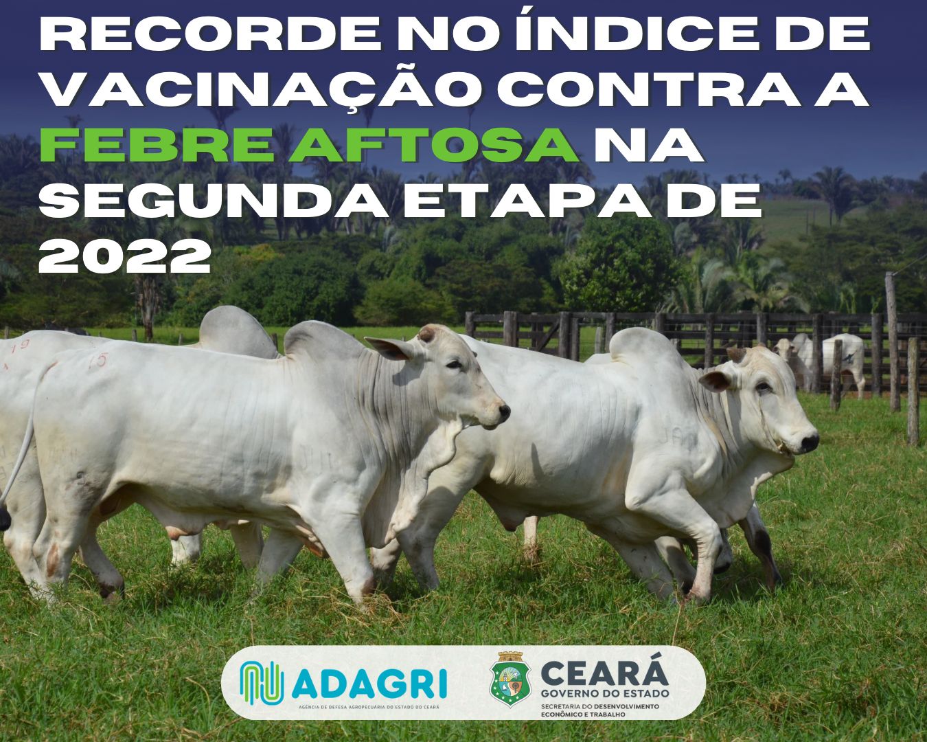 Recorde no índice de Vacinação contra a Febre Aftosa na segunda etapa de 2022