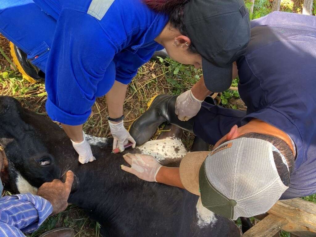 Adagri realiza estudo soroepidemiológico para vigilância em Febre Aftosa