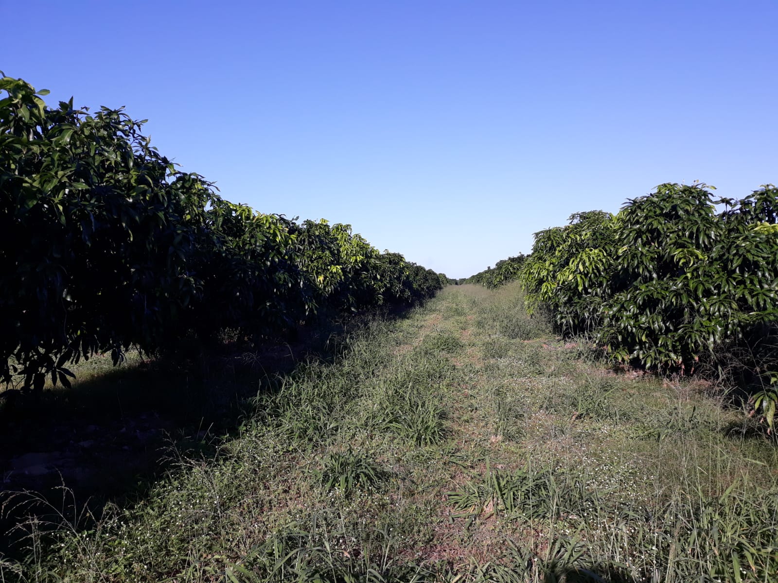 Mapa reconhece Sistema de Mitigação de Risco para Mosca-das-Frutas em dois municípios cearenses