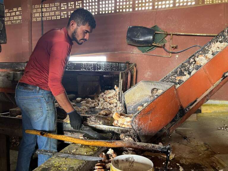 Impulsiona Ceará inicia atividades de apoio aos produtores de mandiocultura em Salitre