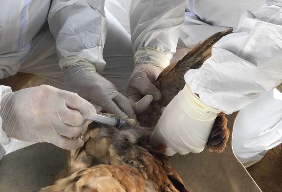 Ceará continua livre de Influenza Aviária