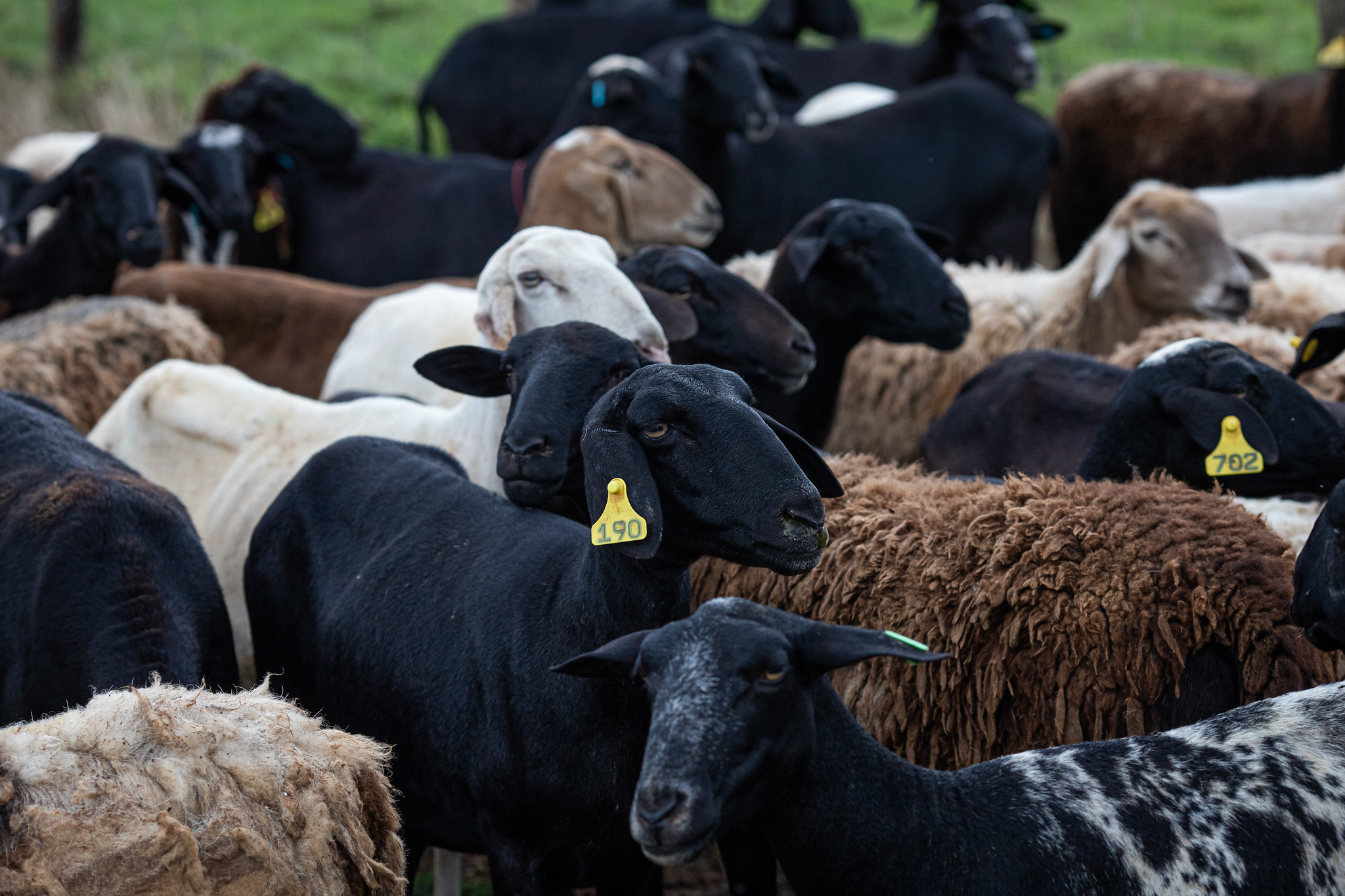 Ceará na Vanguarda: lançado o primeiro cluster halal de caprinos e ovinos do Brasil focado em exportação para o mercado Islâmico