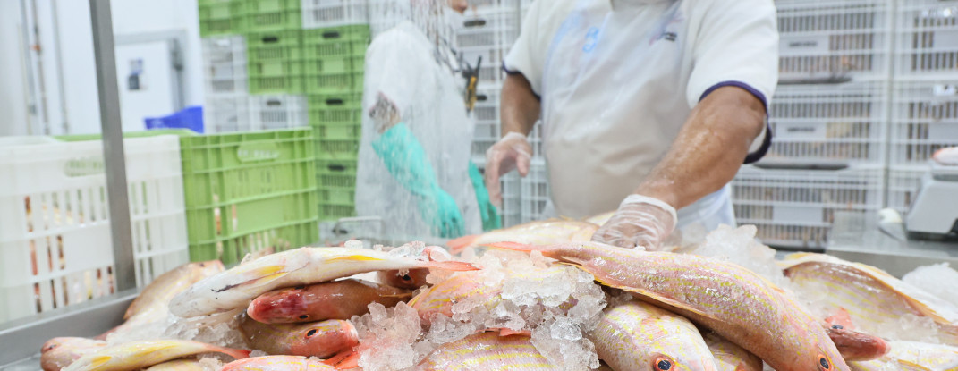Da tradição à potência econômica: pescado cearense lidera exportações e impulsiona infraestrutura logística