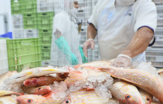 Da tradição à potência econômica: pescado cearense lidera exportações e impulsiona infraestrutura logística