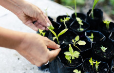 Hortas Comunitárias AlimentaCE fortalecem vínculos, ampliam acesso à alimentação e transformam territórios em Fortaleza