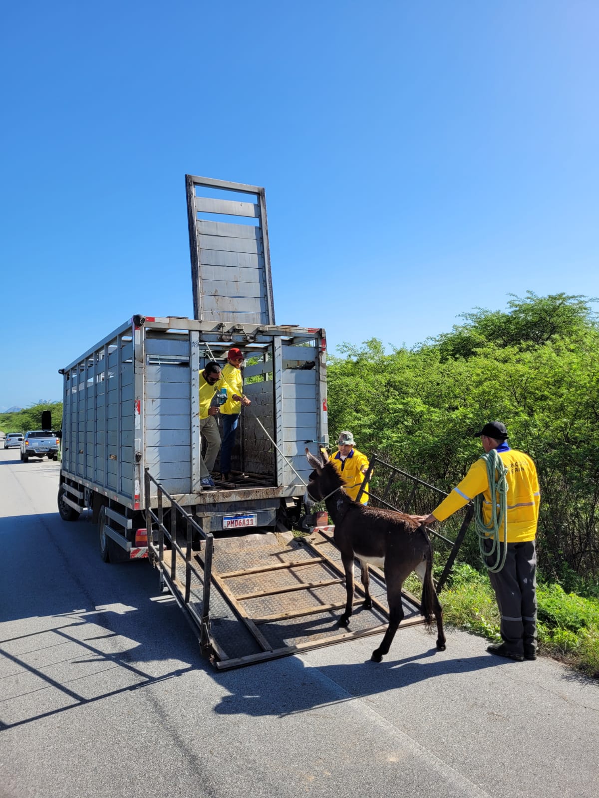 Detran-CE recolhe mais de 1,5 mil animais nas rodovias estaduais no 1º semestre de 2023