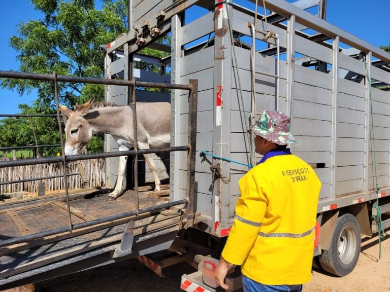 Detran-CE resgata mais de 2 mil animais abandonados às margens das CEs de janeiro a setembro de 2024
