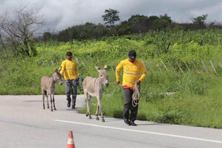 Quase 300 animais são resgatados por mês nas rodovias estaduais em 2025