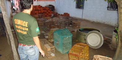 Semace estoura cativeiro irregular e apreende 285 aves silvestres nativas em Cascavel
