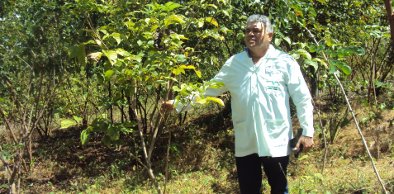 Semace emite certificados de reposição florestal de 3.900 mil árvores plantadas