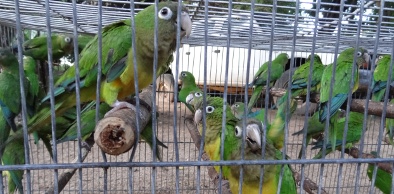 126 pássaros e sete jiboias são devolvidos à natureza