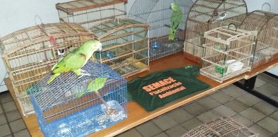 14 animais silvestres são apreendidos pela Semace na região do Cariri