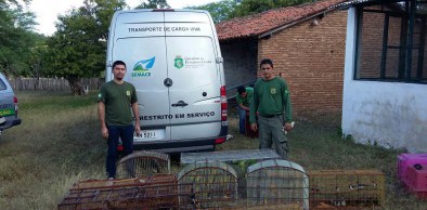 195 animais silvestres são devolvidos à natureza em nova ação de soltura da Semace e Ibama