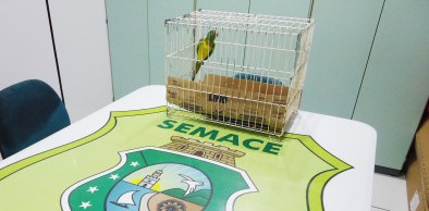Animal ameaçado de extinção é devolvido voluntariamente à Semace