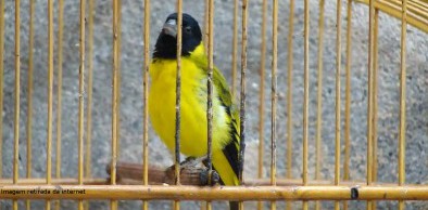 Semace flagra cativeiro ilegal de aves em Capistrano