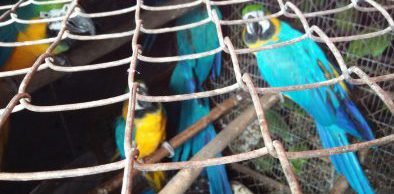 Semace e Ibama levam 122 animais silvestres para serem reinseridos à natureza em Tocantins