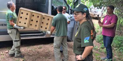 Semace devolve 23 macacos à natureza