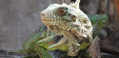 Semace divulga normas para solicitação de manejo de fauna
