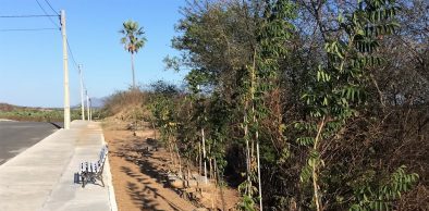 Semace certifica reposição florestal em Sobral