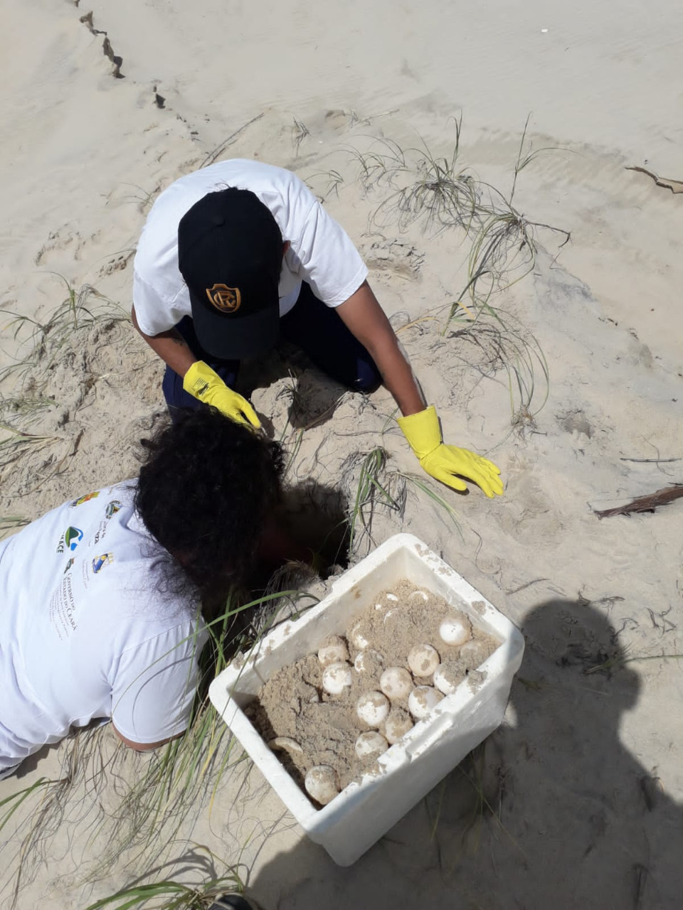 Em ação imediata, Semace, Sema e Instituto Verde Luz translocam ninho com 145 ovos de  tartarugas ameaçadas de extinção em Beberibe