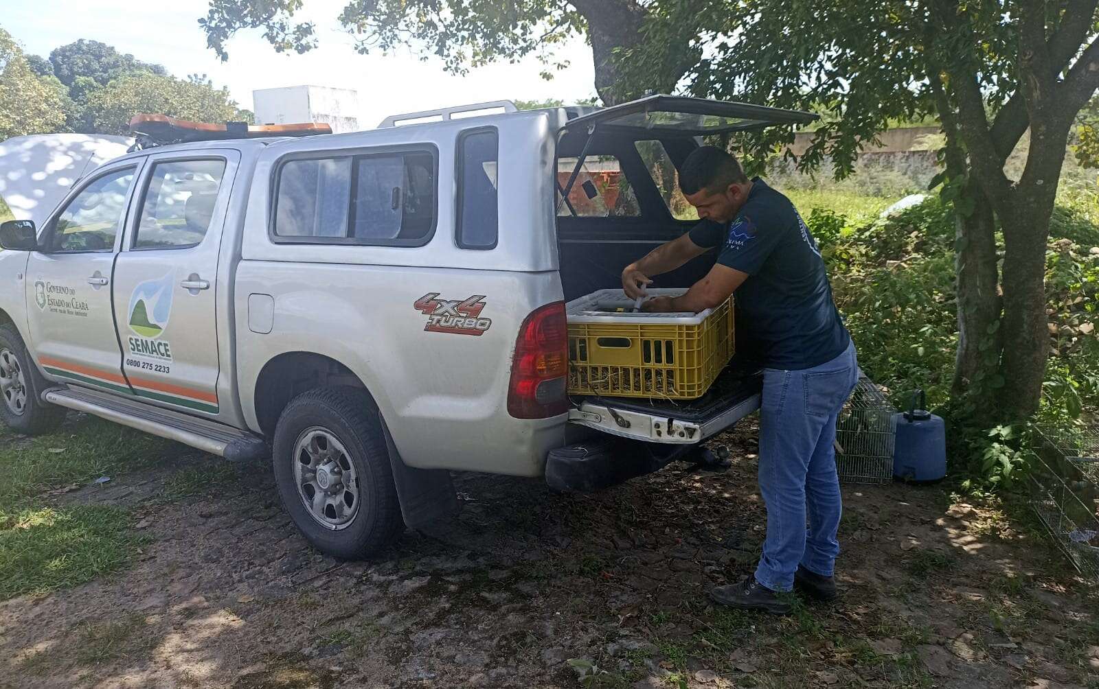 Semace e Ibama realizam o transporte de 49 filhotes de papagaios-verdadeiros e a soltura de 20 animais silvestres no Piauí