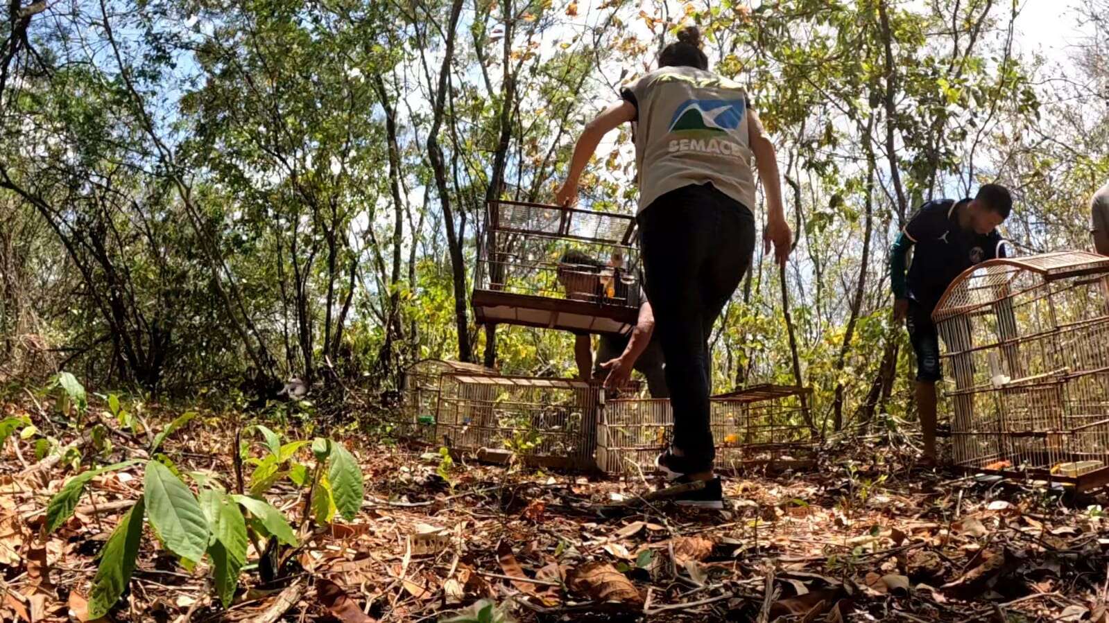 Semace realiza soltura de 53 animais silvestres em RPPN