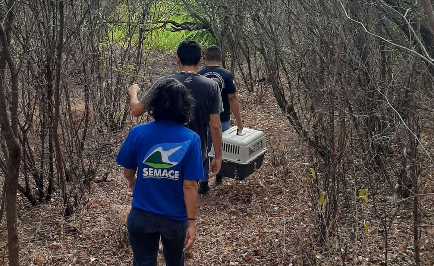 Semace realiza solturas em regiões diferentes do estado