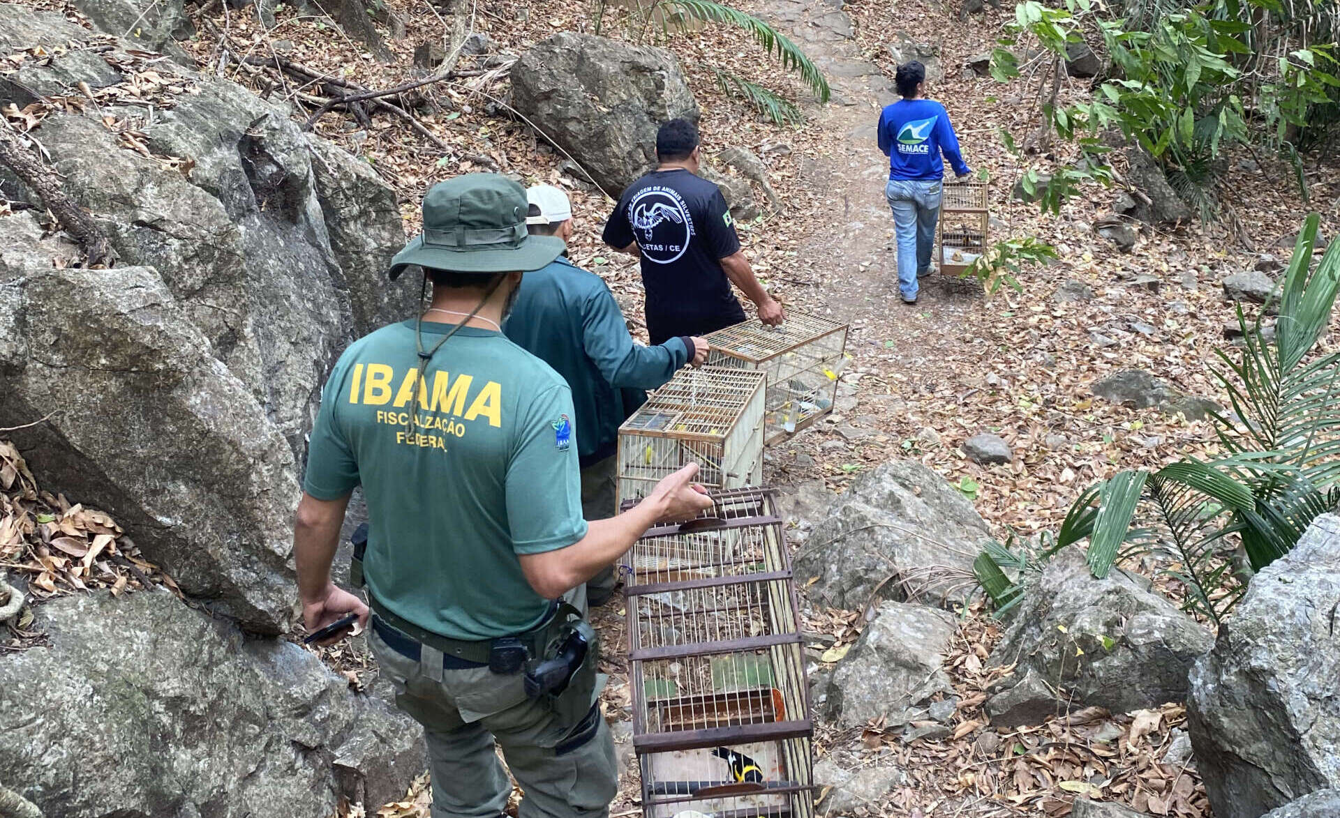 Semace em parceria com o Ibama e IPS realiza soltura na região da serra da Ibiapaba