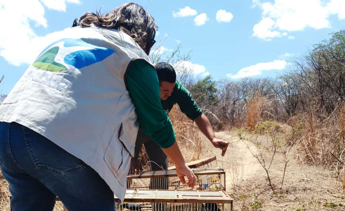Semace realiza a soltura de dezenas de animais silvestres na região metropolitana de Fortaleza
