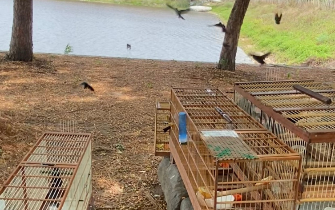 Semace devolve mais de mil animais silvestres à natureza em 2023