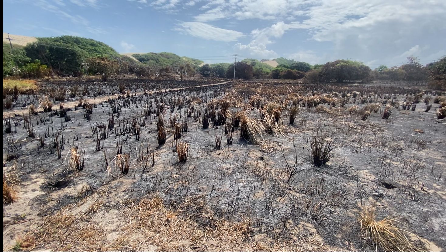 Semace investiga queimada em Área de Proteção Ambiental