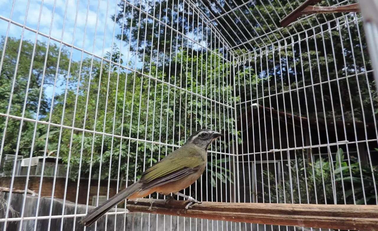 Sistema SISPASS passa por atualização para criação amadora de Passeriformes