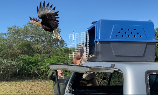 Semace publica Instrução Normativa sobre o Cadastramento de Áreas de Soltura de Animais Silvestres Nativos