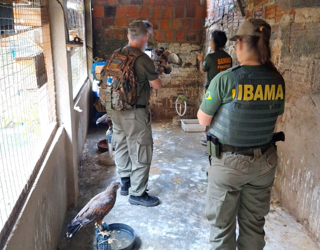 Semace, Ibama e DPMA realizam ação de fiscalização e apreendem aves irregulares em Fortaleza