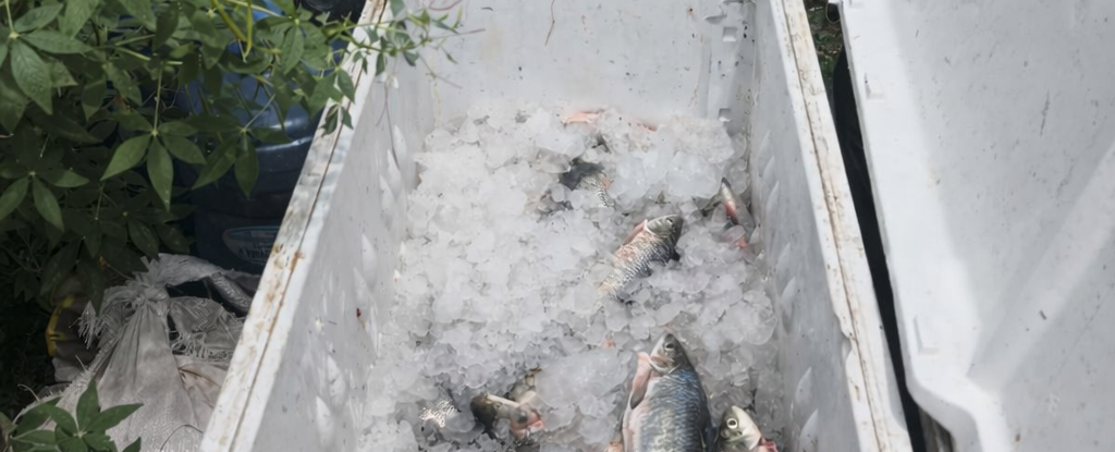 Semace apreende cerca de 40 kg de peixes nativos durante fiscalização no Rio Banabuiú