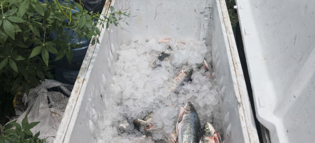 Semace apreende cerca de 40 kg de peixes nativos durante fiscalização no Rio Banabuiú