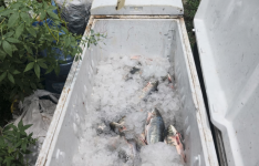 Semace apreende cerca de 40 kg de peixes nativos durante fiscalização no Rio Banabuiú