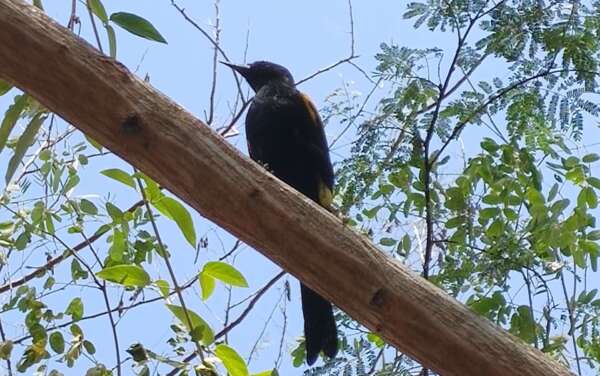 Ceará ganha primeira área autorizada para soltura de animais silvestres