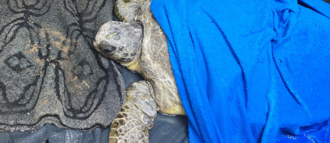 Semace atua no resgate de tartaruga marinha encontrada no litoral de Paracuru