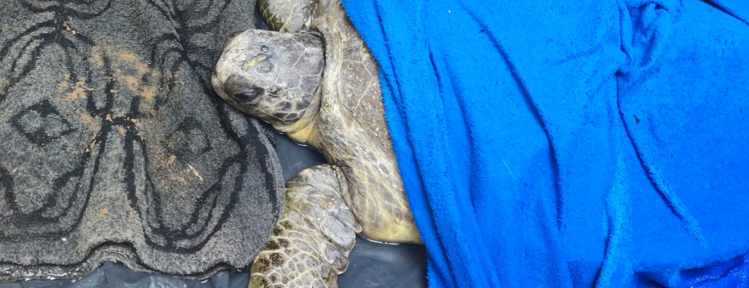 Semace atua no resgate de tartaruga marinha encontrada no litoral de Paracuru