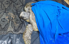 Semace atua no resgate de tartaruga marinha encontrada no litoral de Paracuru