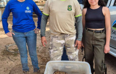 No Cariri, Semace acolhe animais silvestres resgatados em Pernambuco