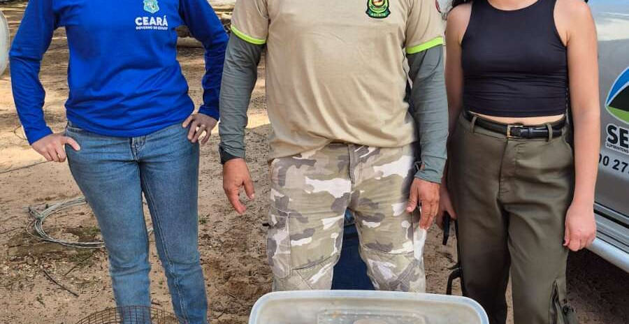 No Cariri, Semace acolhe animais silvestres resgatados em Pernambuco
