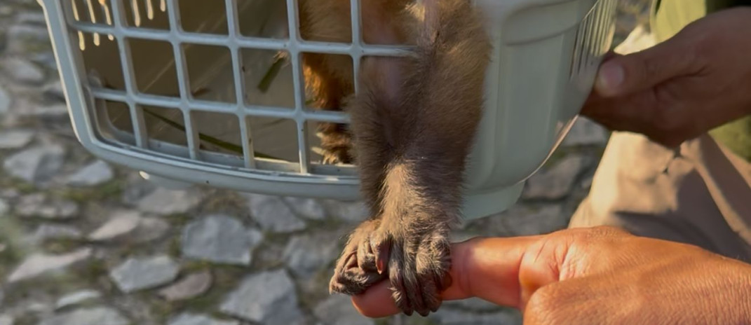 Em Itaitinga, Semace e DPMA realizam ação integrada de combate ao tráfico de animais silvestres