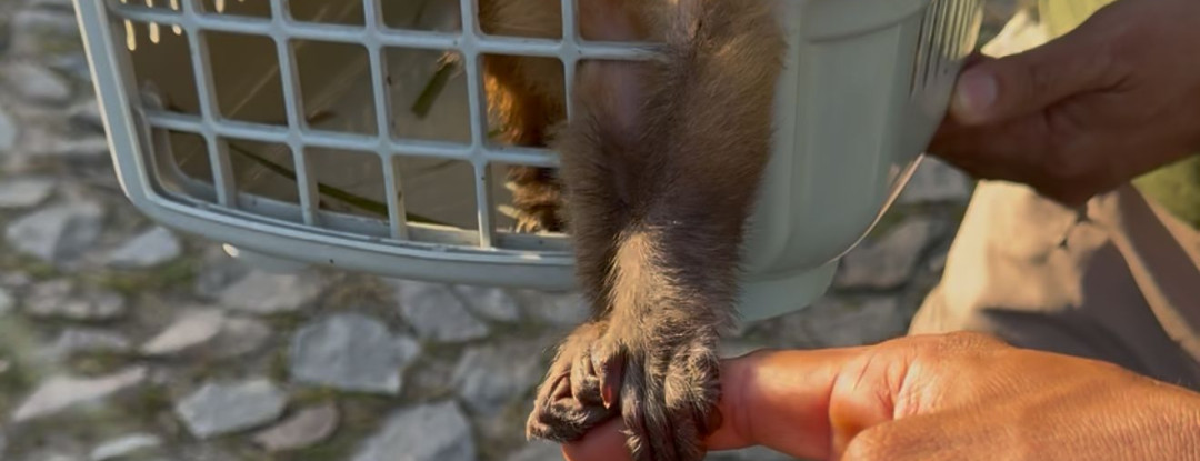 Em Itaitinga, Semace e DPMA realizam ação integrada de combate ao tráfico de animais silvestres