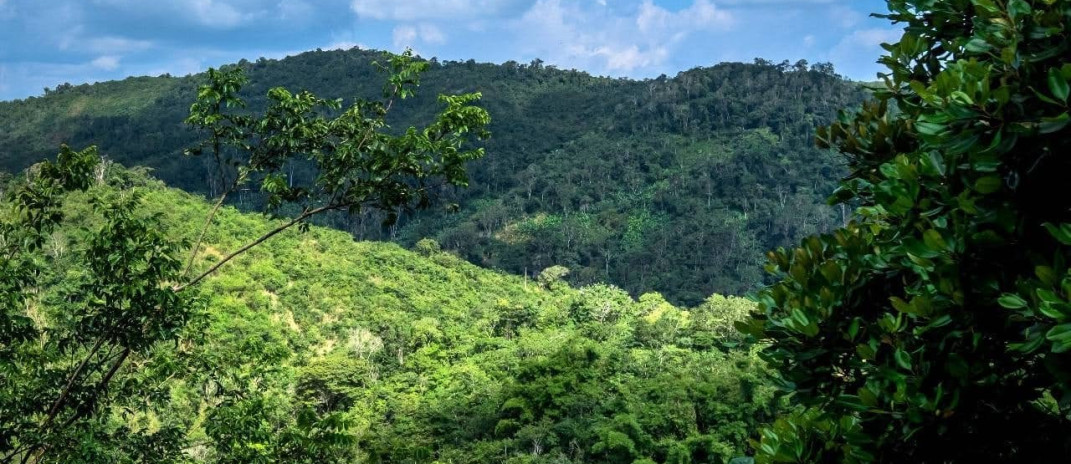 Ceará registra queda de 32,4% na área desmatada em 2025, aponta MapBiomas