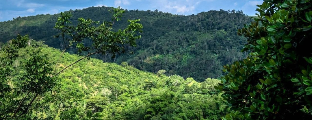 Ceará registra queda de 32,4% na área desmatada em 2025, aponta MapBiomas