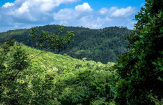 Ceará registra queda de 32,4% na área desmatada em 2025, aponta MapBiomas